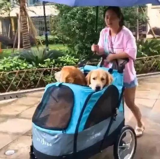 网友爆料遛狗违法吗视频,法律边界何在？