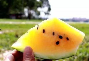 吃瓜嗯嗯黄色,嗯嗯黄色背后的秘密大揭秘