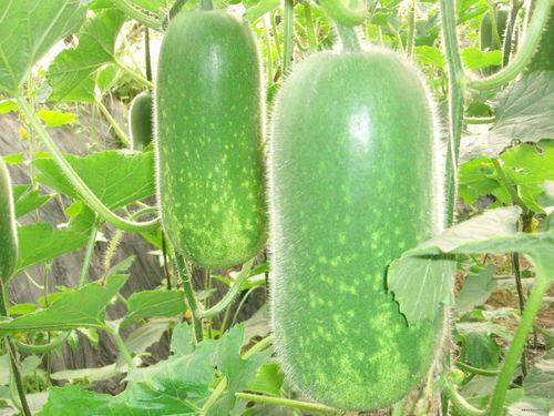 围圏吃瓜,揭秘网络社交圈中的趣味与争议