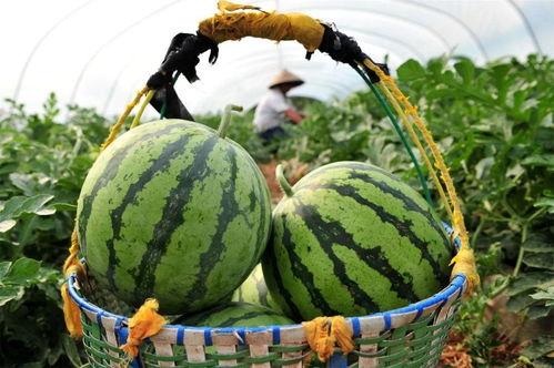 瓜地吃瓜不收钱,吃瓜不收钱的奇妙体验