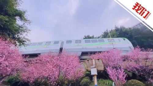 重庆网红打卡春天的列车,重庆网红打卡点带你领略山城春色
